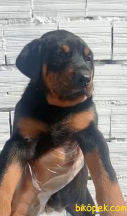 Dişi Üst Kalite Doberman Yavrular 2