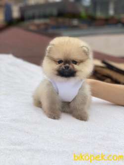 Dişi Ve Erkek Ayıcık Surat POMERANİAN BOO Yavrularımız 2