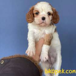 Dişi Ve Erkek Cavalier King Charles Yavrularımız 5
