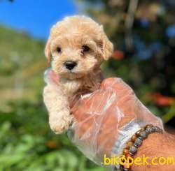 Dişi Ve Erkek F2 Maltipoo Yavrularımız 2
