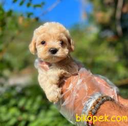 Dişi Ve Erkek F2 Maltipoo Yavrularımız 3