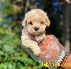 Dişi Ve Erkek F2 Maltipoo Yavrularımız 1