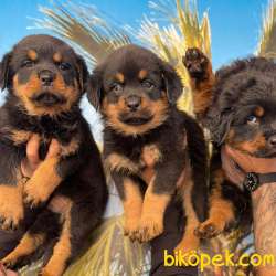 Dişi Ve Erkek MACAR Rottweiler Yavrularım Sizlerle 3