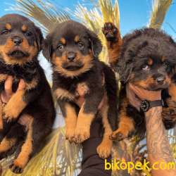 Dişi Ve Erkek MACAR Rottweiler Yavrularım Sizlerle 1