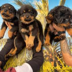 Dişi Ve Erkek MACAR Rottweiler Yavrularım Sizlerle 2