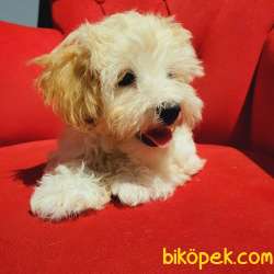 Dişi Ve Erkek Maltipoo Bebeklerim Mevcut 1