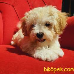 Dişi Ve Erkek Maltipoo Bebeklerim Mevcut 3