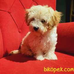 Dişi Ve Erkek Maltipoo Bebeklerim Mevcut 4