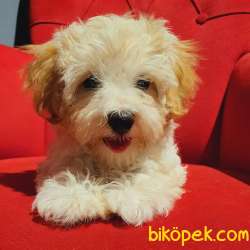 Dişi Ve Erkek Maltipoo Bebeklerim Mevcut 2