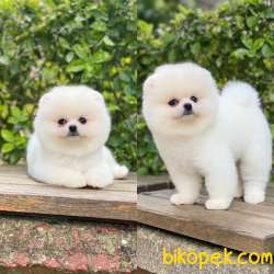Dişi Ve Erkek Pomeranian Boo Bebekler 1