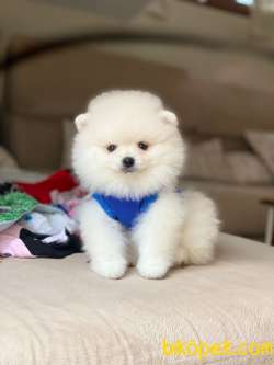 Dişi Ve Erkek Pomeranian Boo Yavrularımız 4