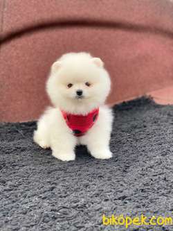 Dişi Ve Erkek Pomeranian Boo Yavrularımız 2