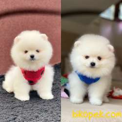 Dişi Ve Erkek Pomeranian Boo Yavrularımız 1