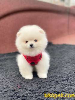 Dişi Ve Erkek Pomeranian Boo Yavrularımız 5