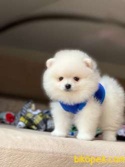 Dişi Ve Erkek Pomeranian Boo Yavrularımız 3