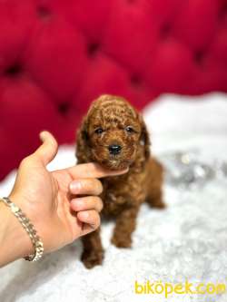 Dişi Ve Erkek Red ToyPoodle Yavrularımız 3