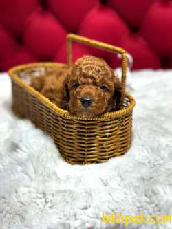 Dişi Ve Erkek Red ToyPoodle Yavrularımız 2