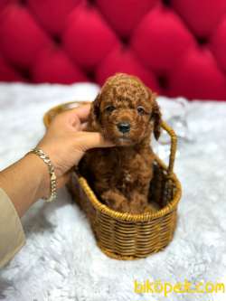 Dişi Ve Erkek Red ToyPoodle Yavrularımız 1