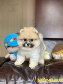 Dişi Ve Erkek Safkan Pomeranian Boo Yavrularımız 3