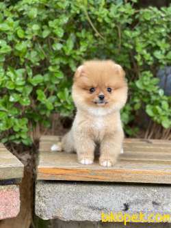 Dişi Ve Erkek Safkan Pomeranian Boo Yavrularımız 5
