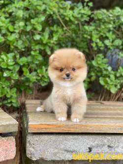 Dişi Ve Erkek Safkan Pomeranian Boo Yavrularımız 4