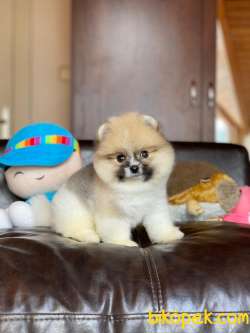 Dişi Ve Erkek Safkan Pomeranian Boo Yavrularımız 2