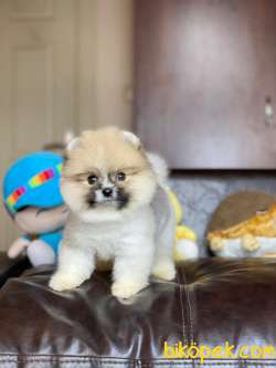 Dişi Ve Erkek Safkan Pomeranian Boo Yavrularımız 1