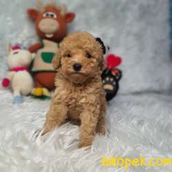 DİŞİ VE ERKEK SAFKAN TOY POODLE BEBEKLER 2