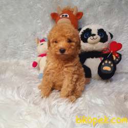 DİŞİ VE ERKEK SAFKAN TOY POODLE BEBEKLER 2