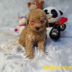 DİŞİ VE ERKEK SAFKAN TOY POODLE BEBEKLER