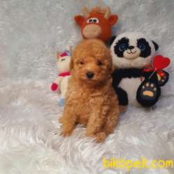 DİŞİ VE ERKEK SAFKAN TOY POODLE BEBEKLER 2