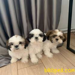 Dişi Ve Erkek ShihTzu Yavrularımız 4