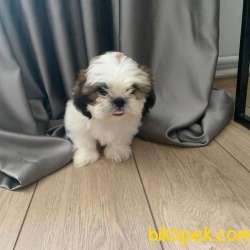 Dişi Ve Erkek ShihTzu Yavrularımız 3