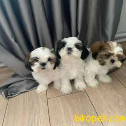 Dişi Ve Erkek ShihTzu Yavrularımız 1