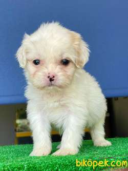 Dişi Ve Erkek, Sıfır Numara Maltipoo Yavrularımız 5
