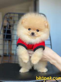 Dişi Ve Erkek Teddy Bear Pomeranian Boo Yavrular 3