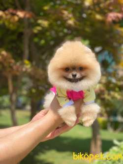 Dişi Ve Erkek Teddy Bear Pomeranian Boo Yavrular 5