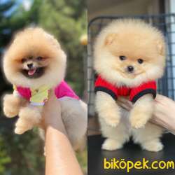 Dişi Ve Erkek Teddy Bear Pomeranian Boo Yavrular 1