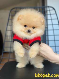 Dişi Ve Erkek Teddy Bear Pomeranian Boo Yavrular 2