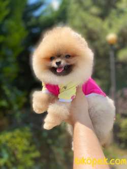Dişi Ve Erkek Teddy Bear Pomeranian Boo Yavrular 4