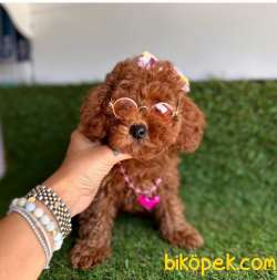 Red Brown Toy Poodle Yavrular 3