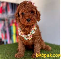 Red Brown Toy Poodle Yavrular 2