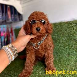Red Brown Toy Poodle Yavrular