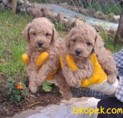Dişi Ve Erkek ToyPoodle Yavrularım 2