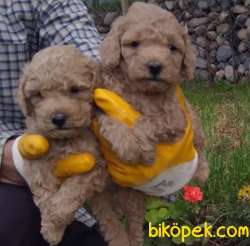 Dişi Ve Erkek ToyPoodle Yavrularım 1