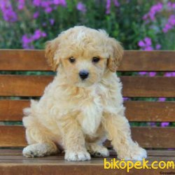DİZAYN IRK MALTİPOO 1