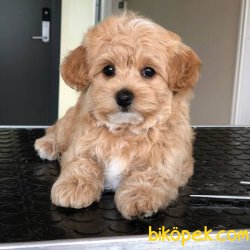 DİZAYN IRK MALTİPOO 2