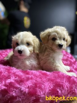 DİZAYN IRK MALTİPOO 4