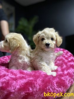 DİZAYN IRK MALTİPOO 1