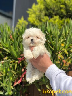 DİZAYN IRK MALTİPOO 3